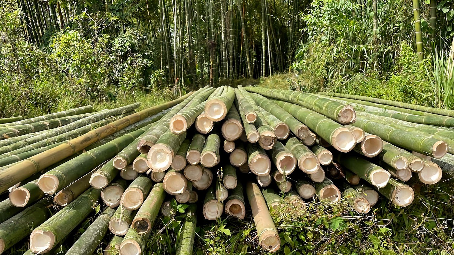 bamboo plantation