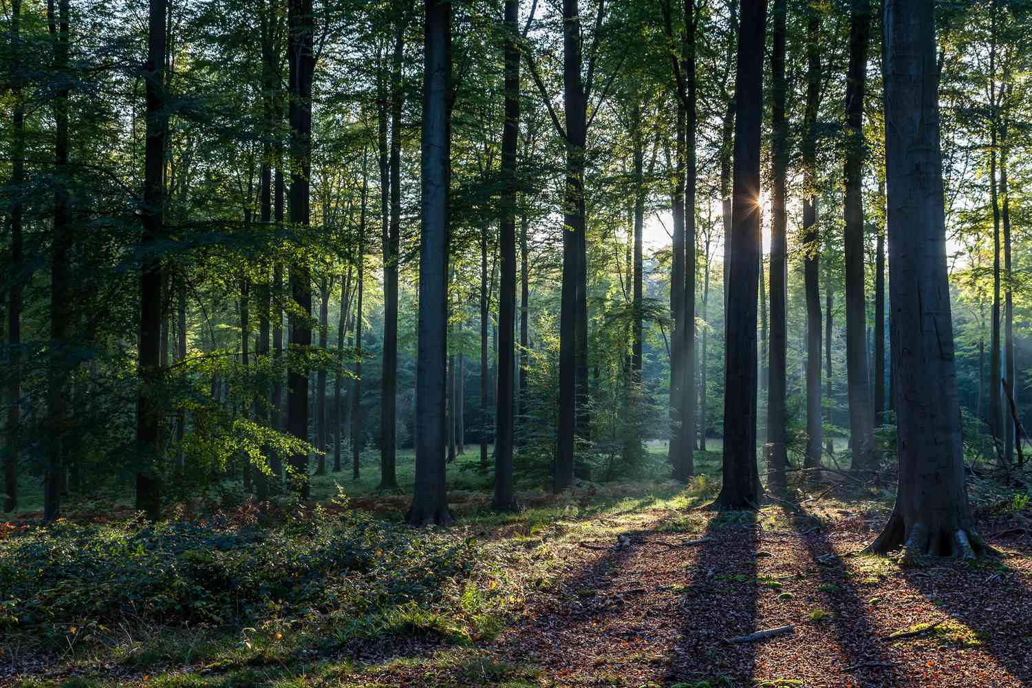standing trees