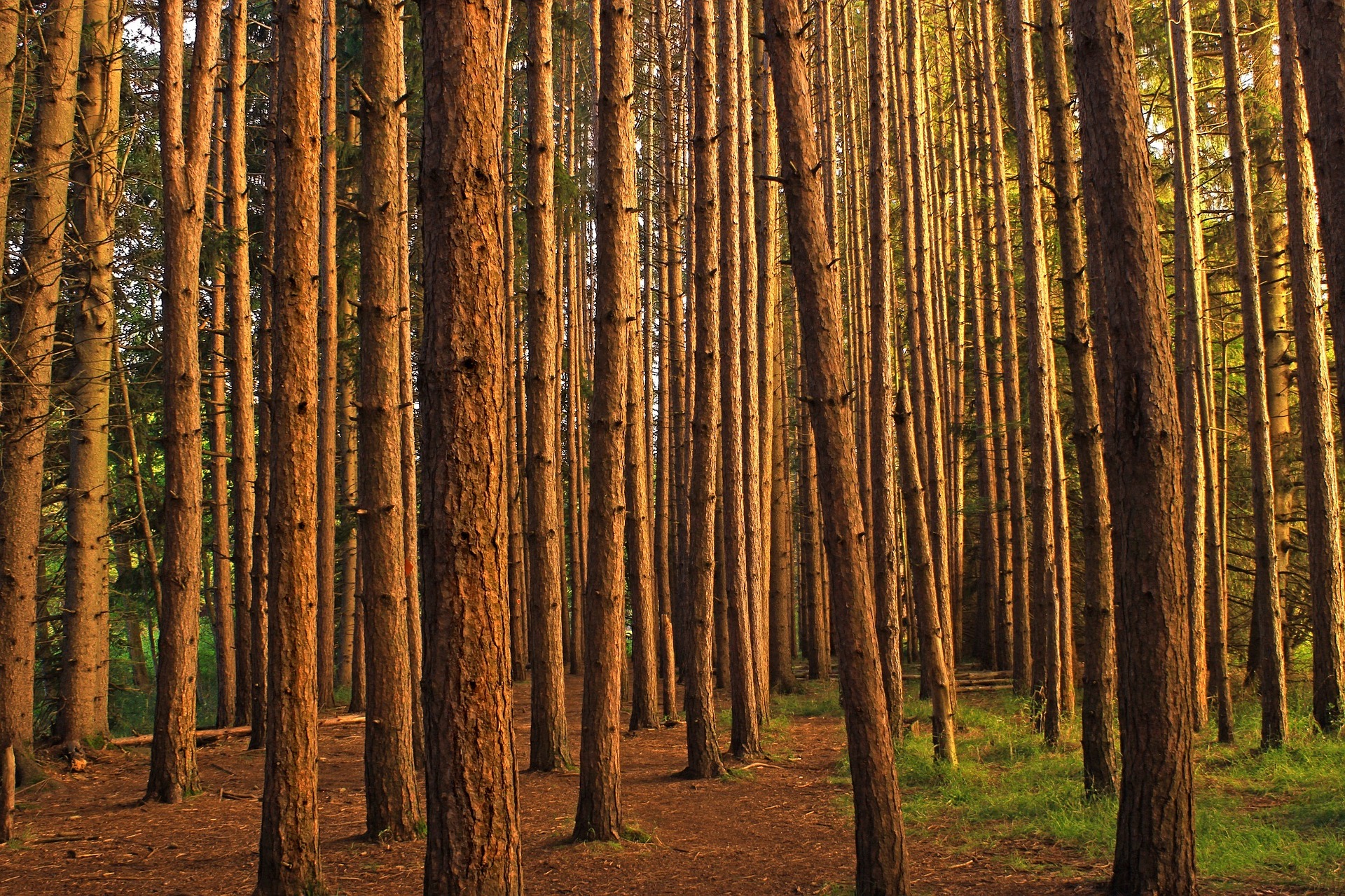 standing tree trunks
